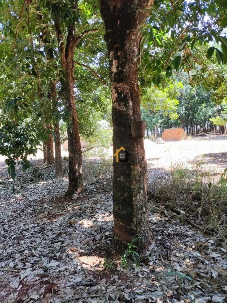 Sítio a venda com Seringueiras  Votuporanga/SP - Foto 3