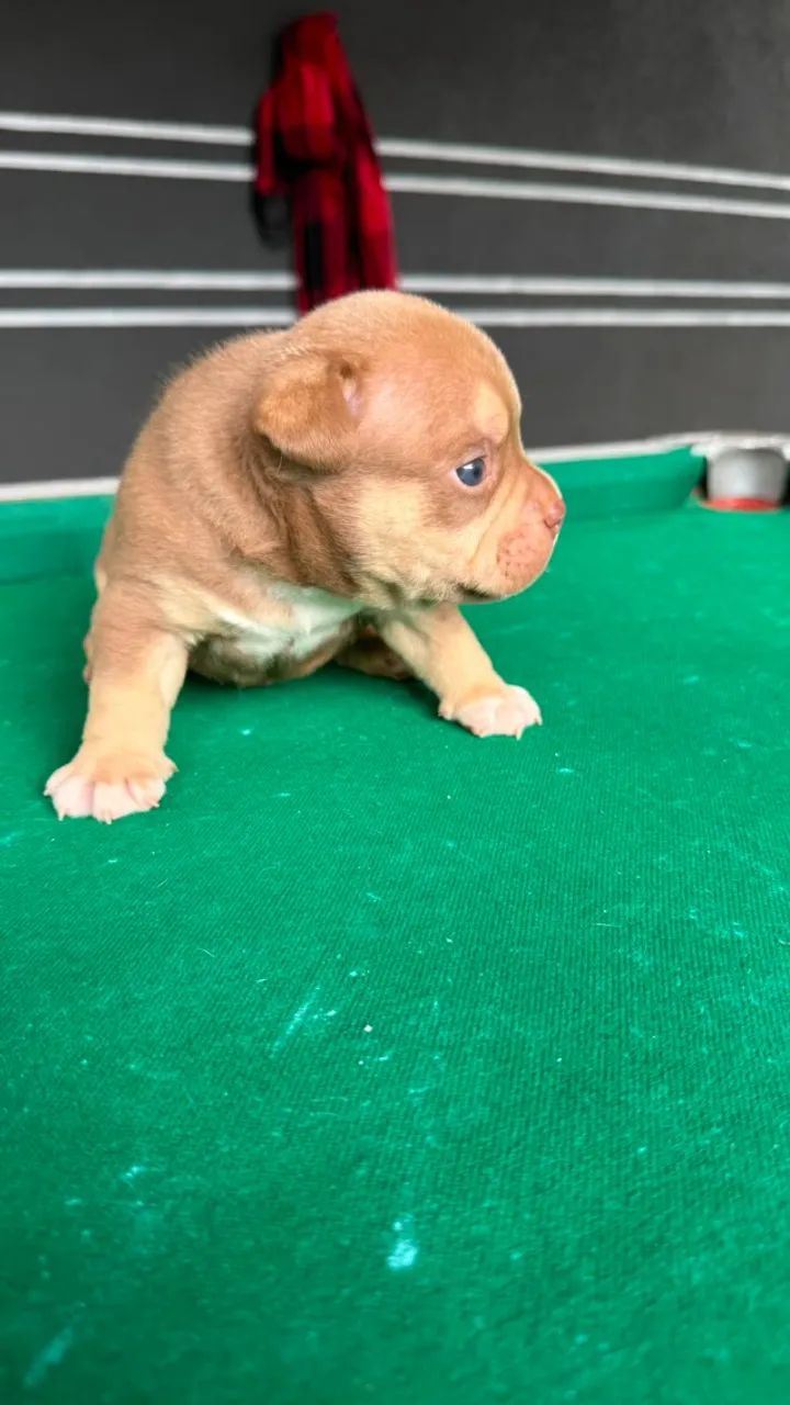 American Bully - Foto 5