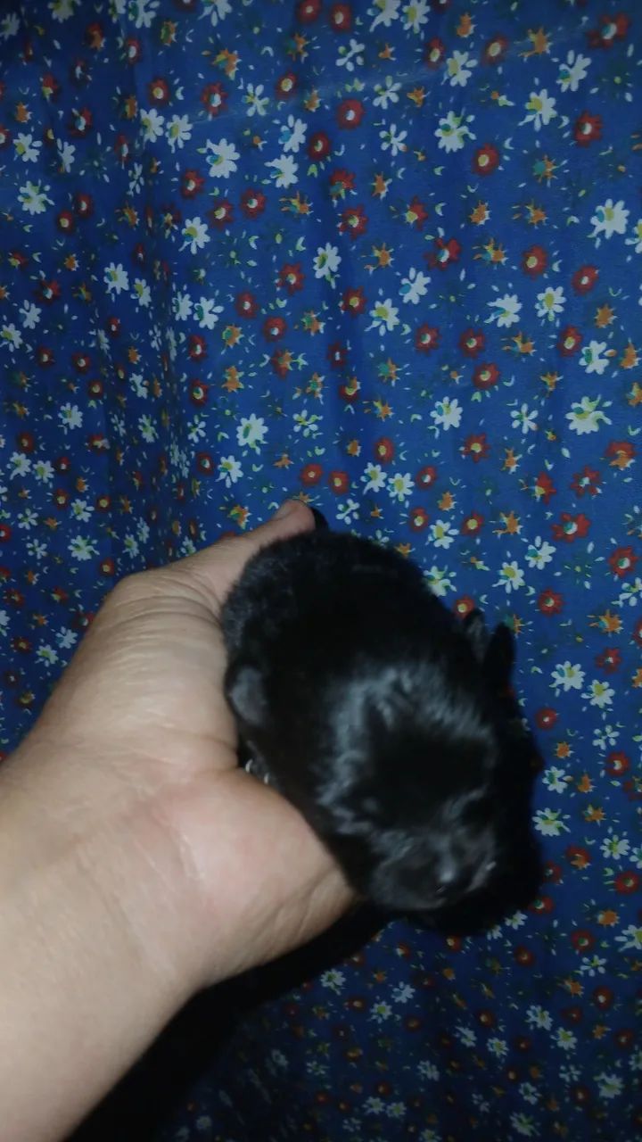 Spitz Alemão anã - Foto 3