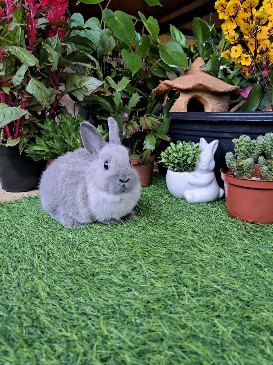 mini coelhos  - Foto 5