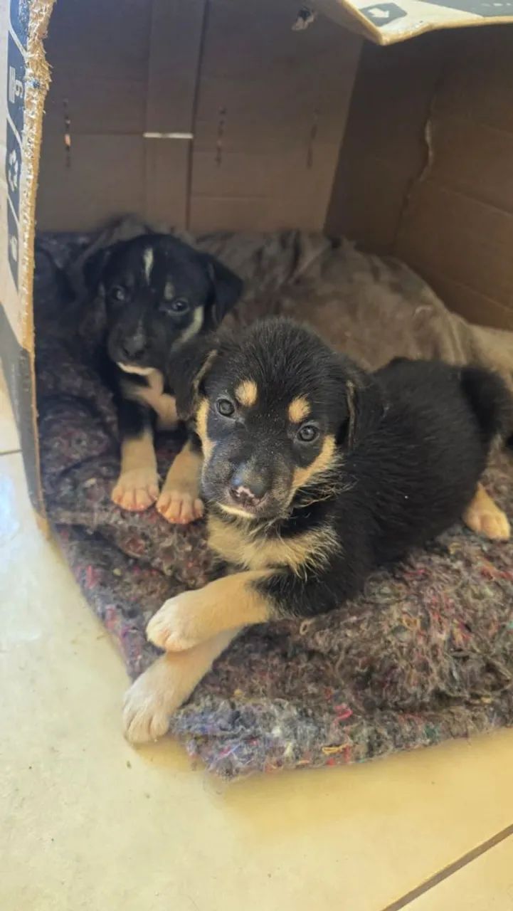 ADOÇÃO RESPONSÁVEL  - Foto 5