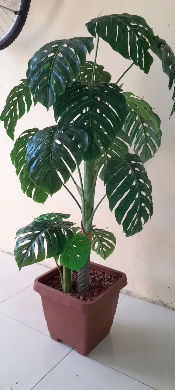 Planta artificial costela de Adão 