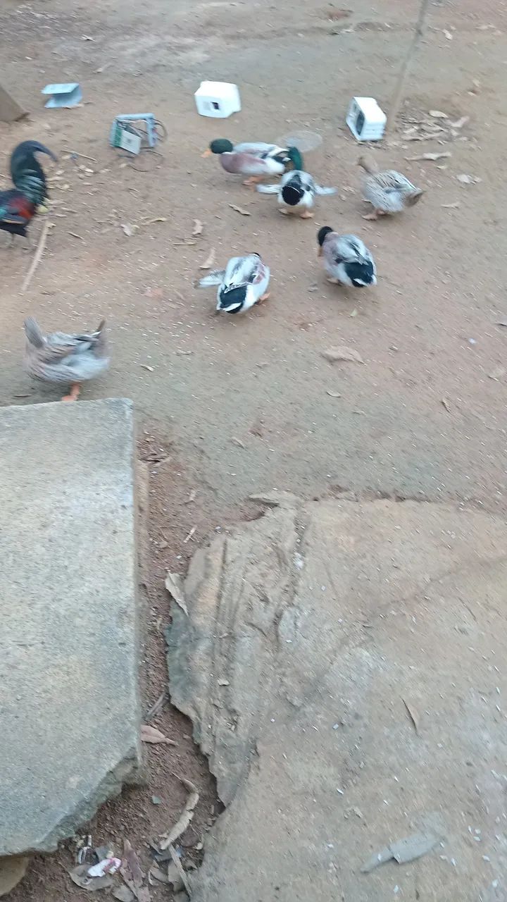 Marreco