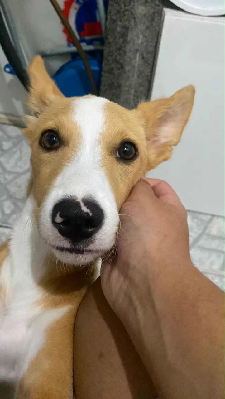 Doação de pet  - Foto 3