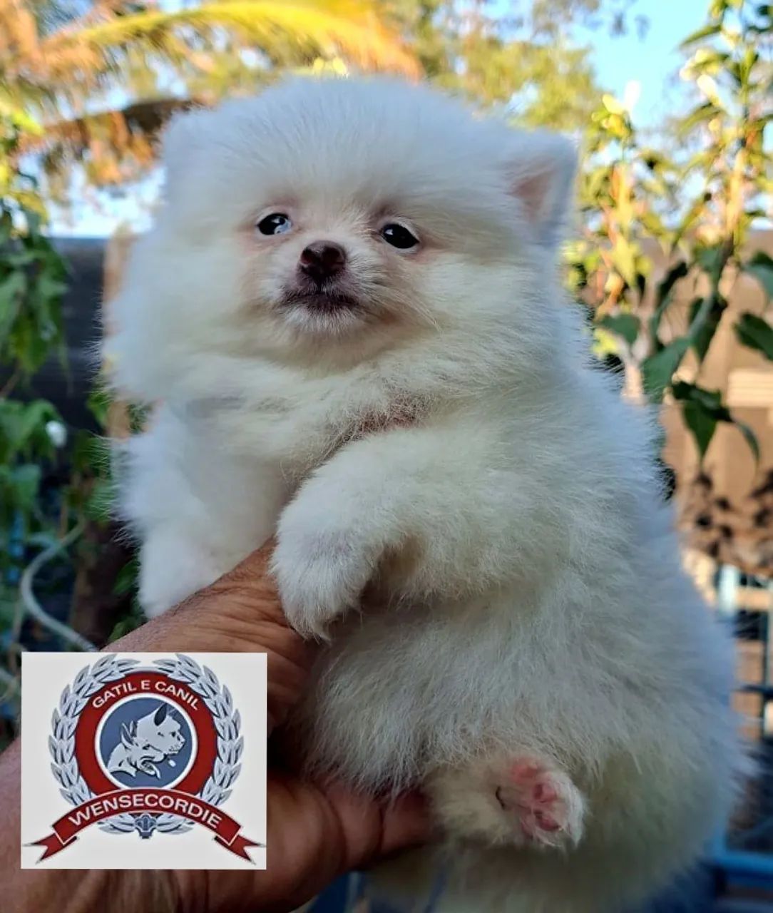Filhote Mine Spitz Alemão branco - Foto 3
