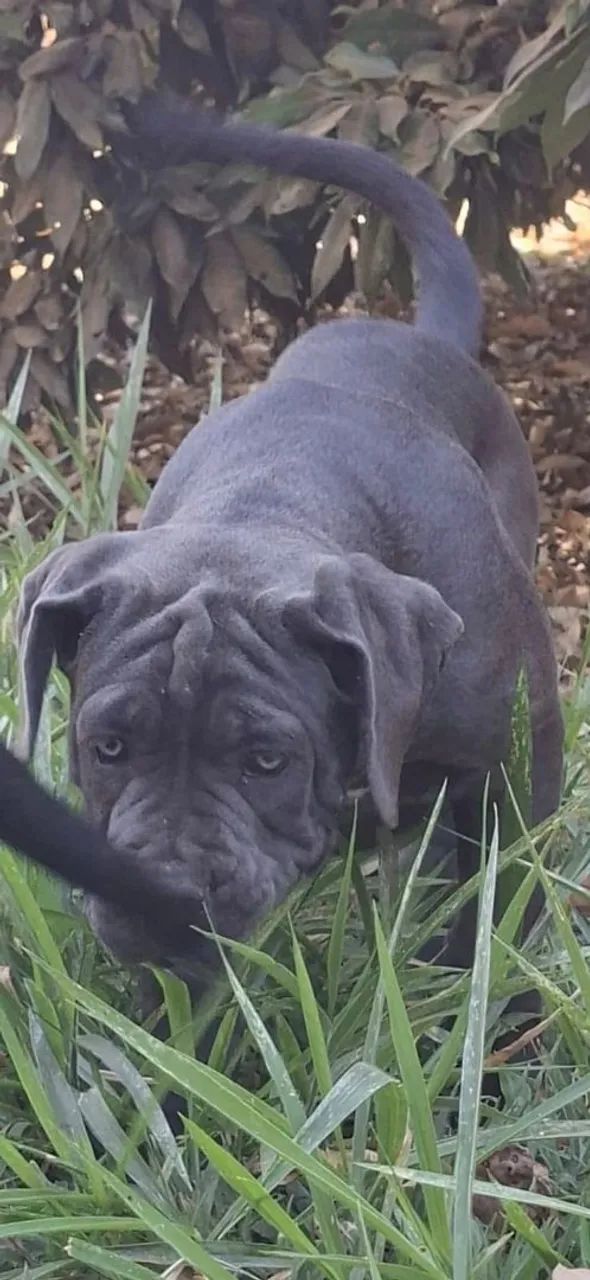 Cane Corso CBKC - 2 meses - Foto 3