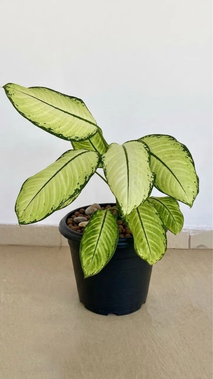 Vendo Plantas Comigo Ninguém Pode - Foto 3