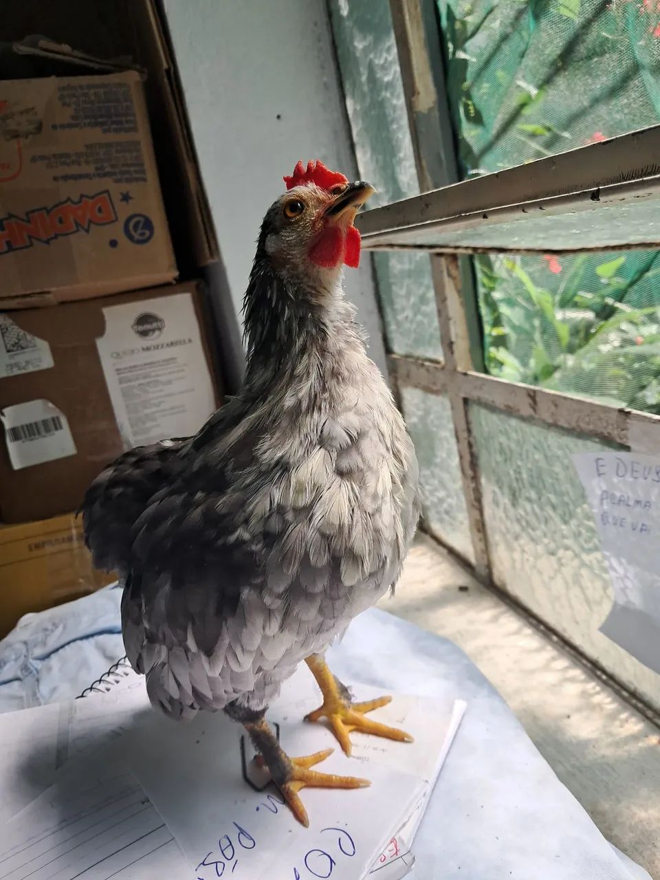 Disponível um micro garnizer suro macho 