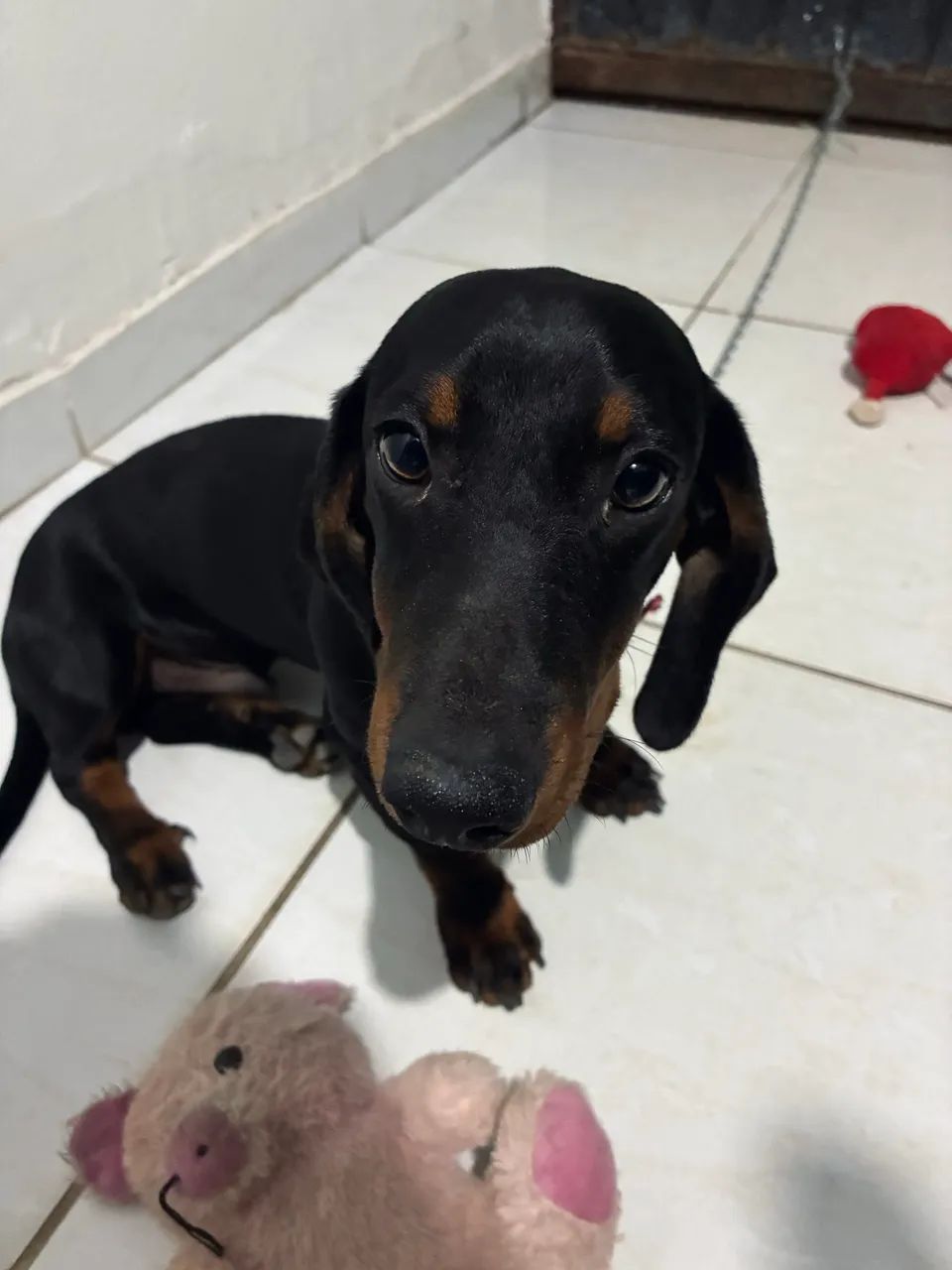 Vende-se salsicha macho