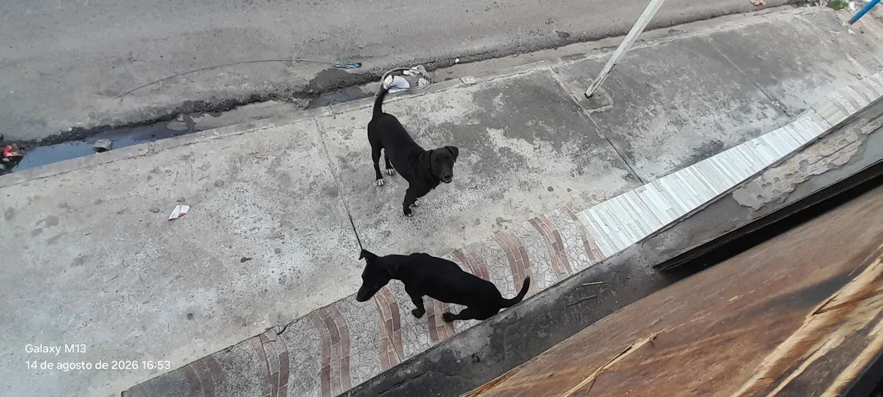 Cachorro para doação  - Foto 2
