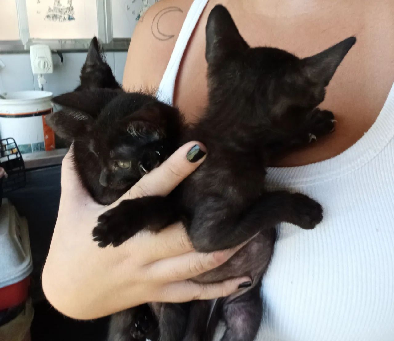 Doação de gatas - Foto 4