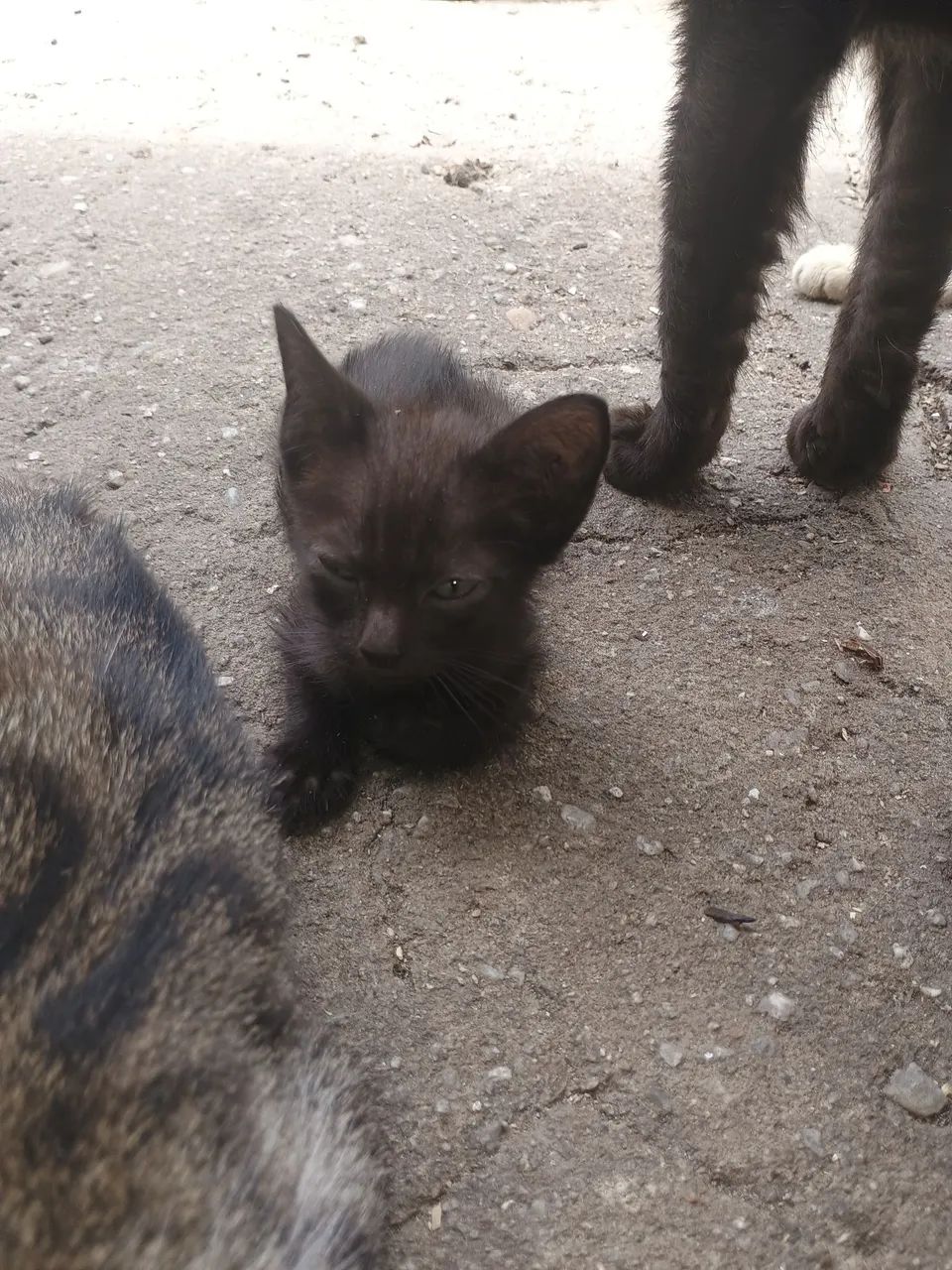 Gatinha para doação  - Foto 6