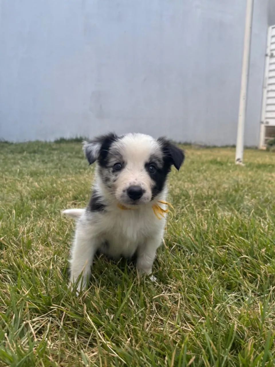 Filhotes Border collie  - Foto 3