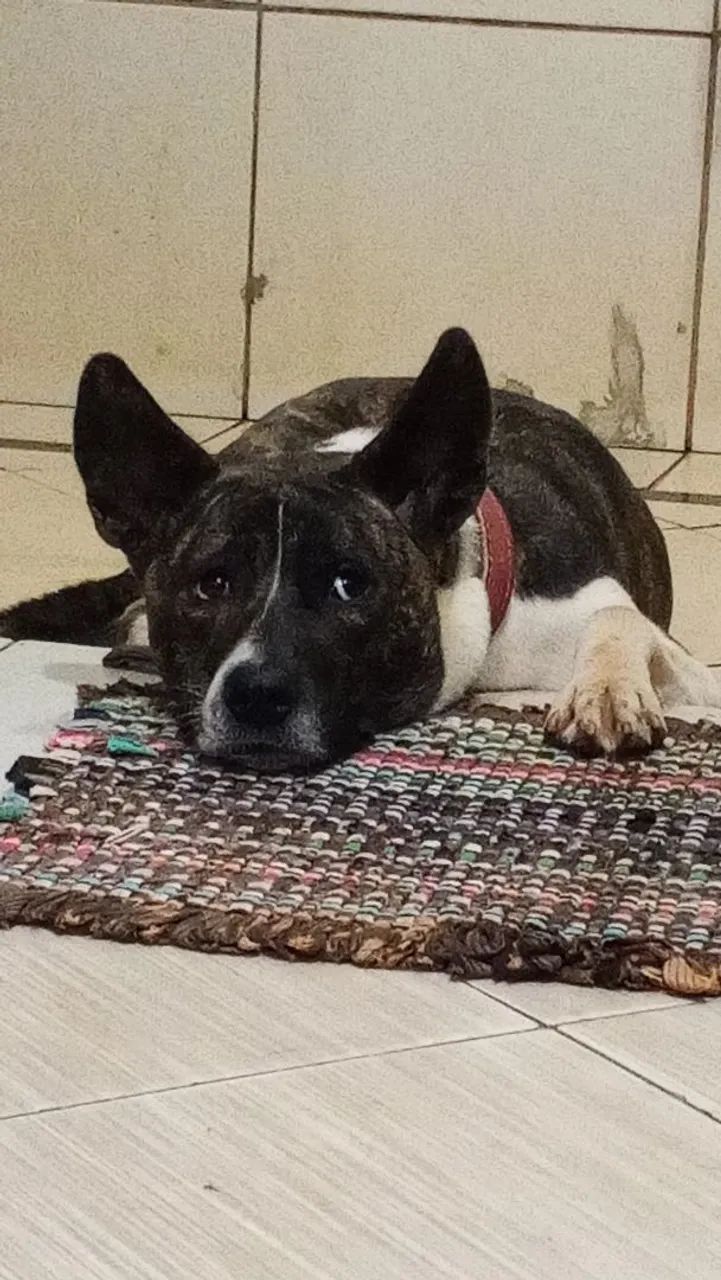 Doação de pet - Foto 2