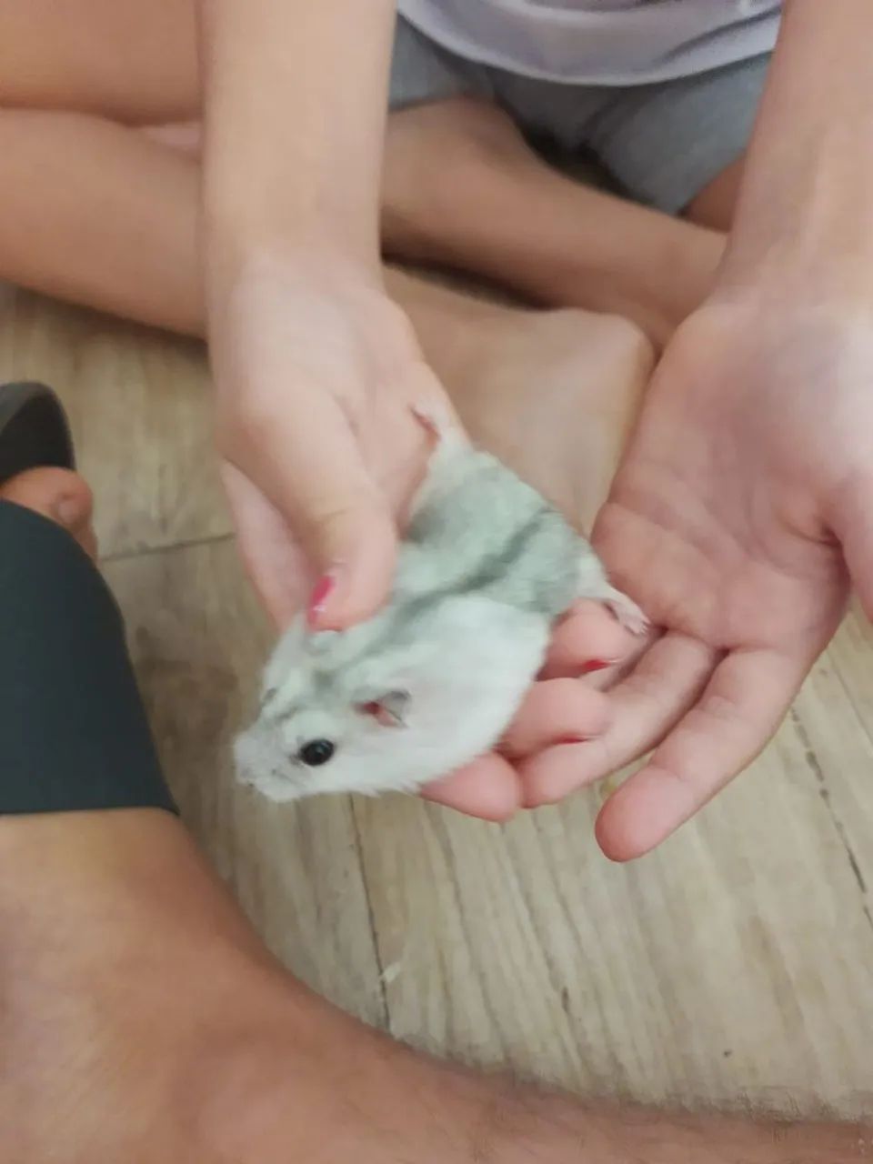 Hamster anão russo ? dóceis - Foto 3