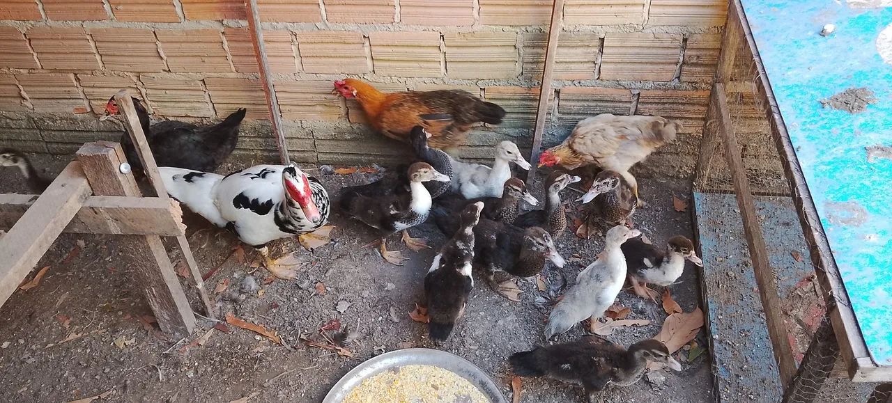 Galinhas e patos - Foto 3