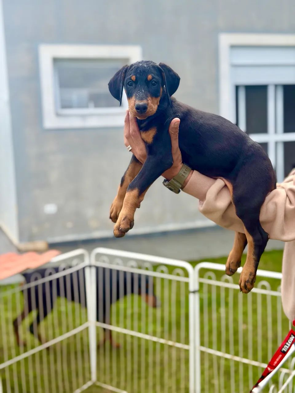 Dobermann Americano  - Foto 3