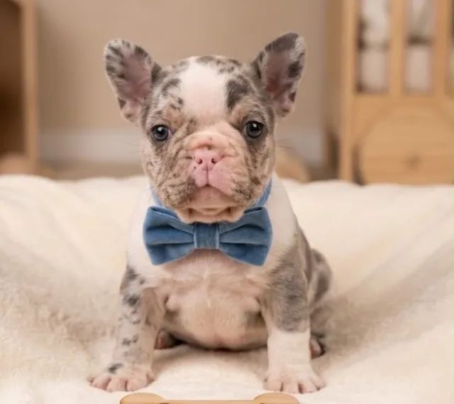 Filhotes de Buldogue Francês à venda - Foto 4