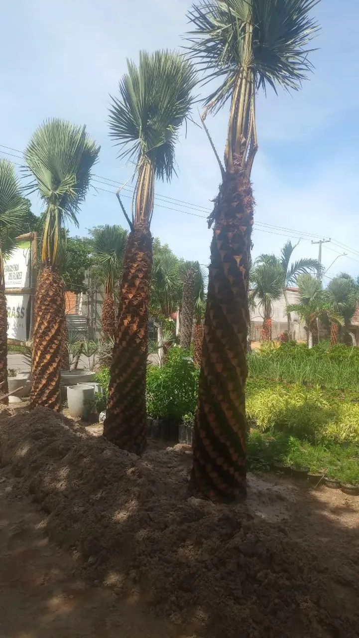 Carnaúbas  - Foto 3