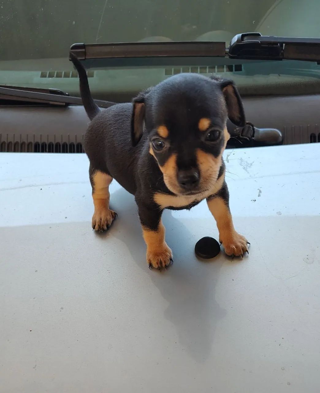 Pinscher macho - Foto 3