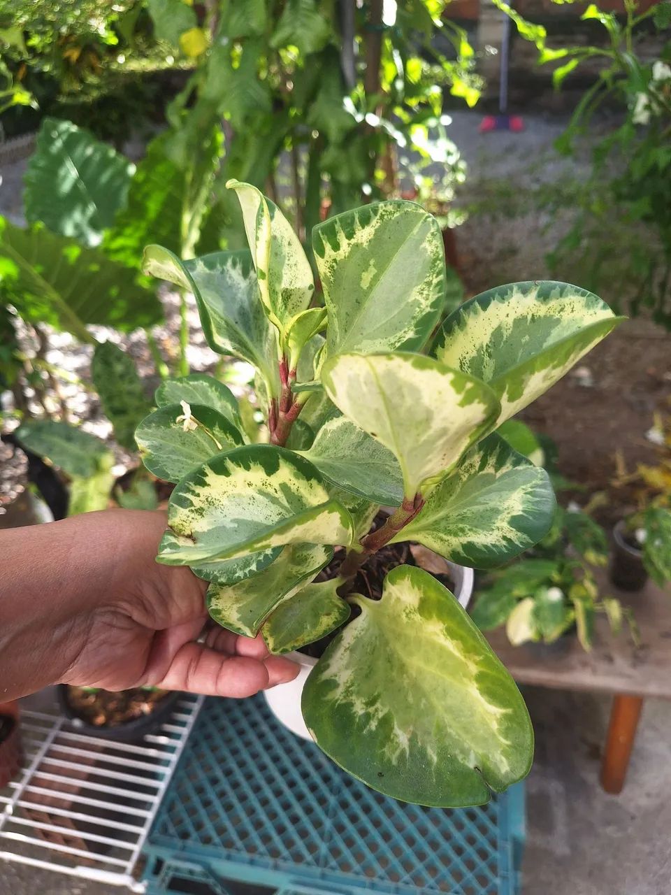 Vendo plantas  - Foto 3