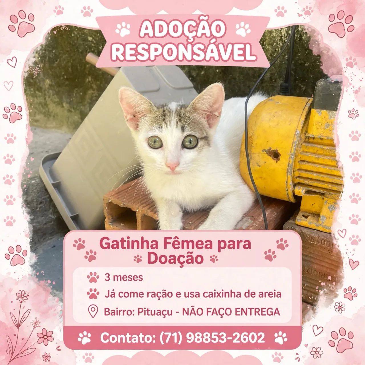 Gatos  - Foto 2