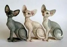 Sphynx Machos e Femeas