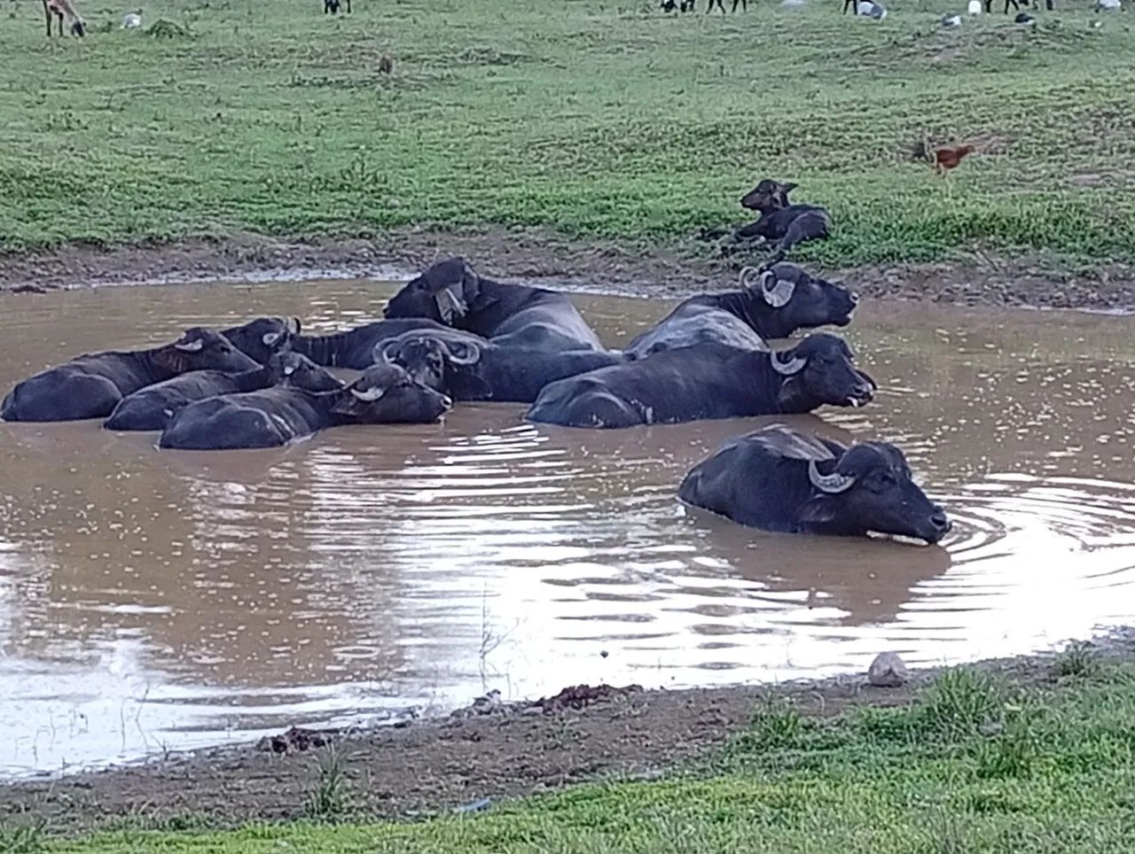 Vendo duas colônias. - Foto 2