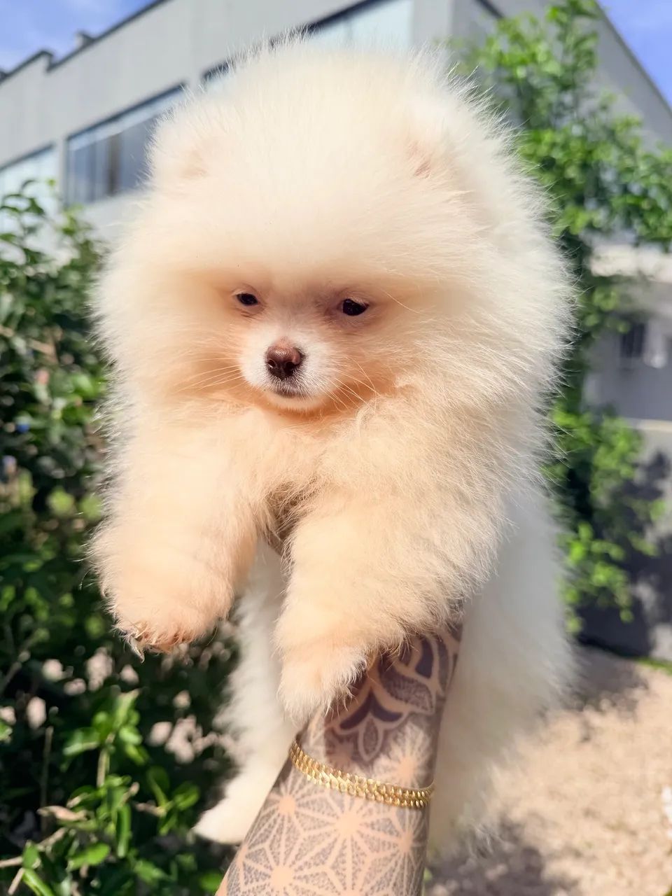 Lulu da pomerânia - Foto 2