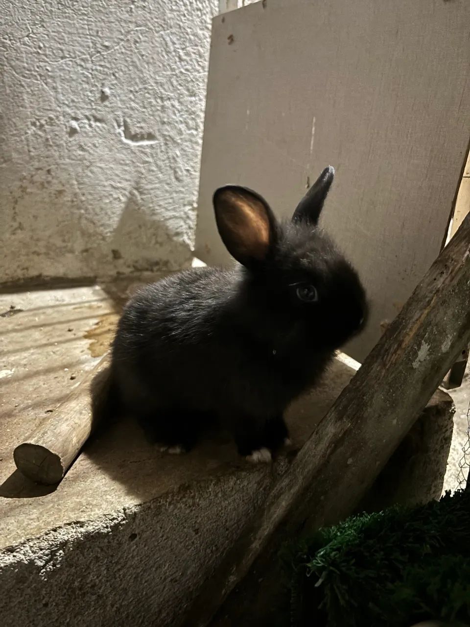 Coelho  - Foto 2