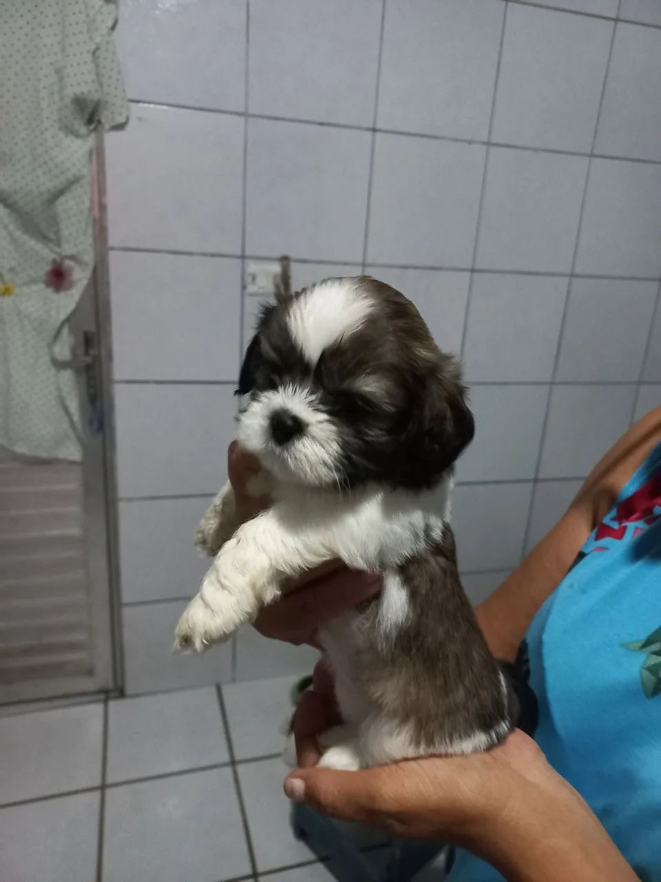 filhotes de shihtzu - Foto 3