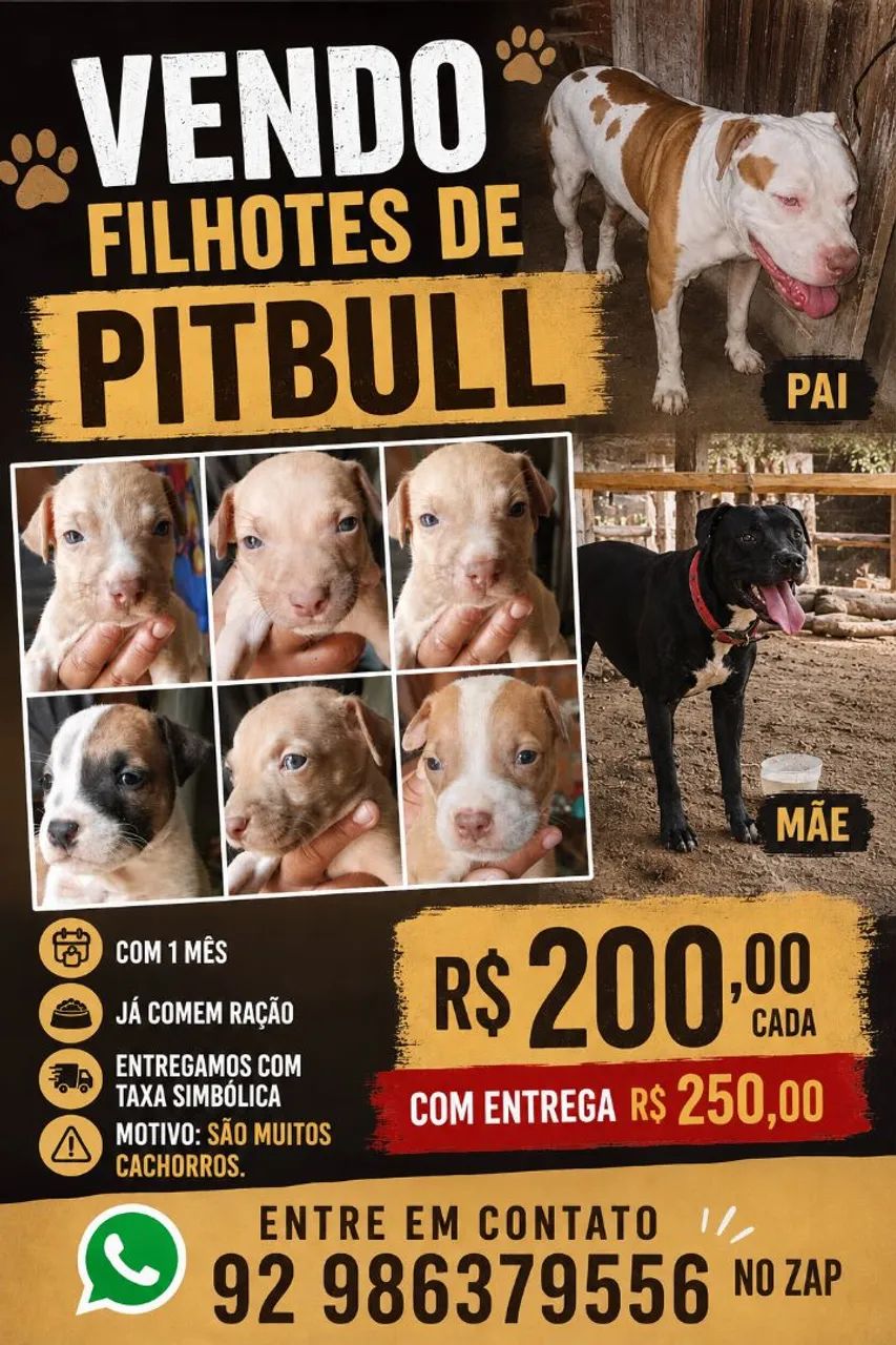 Filhotes de pitbull 