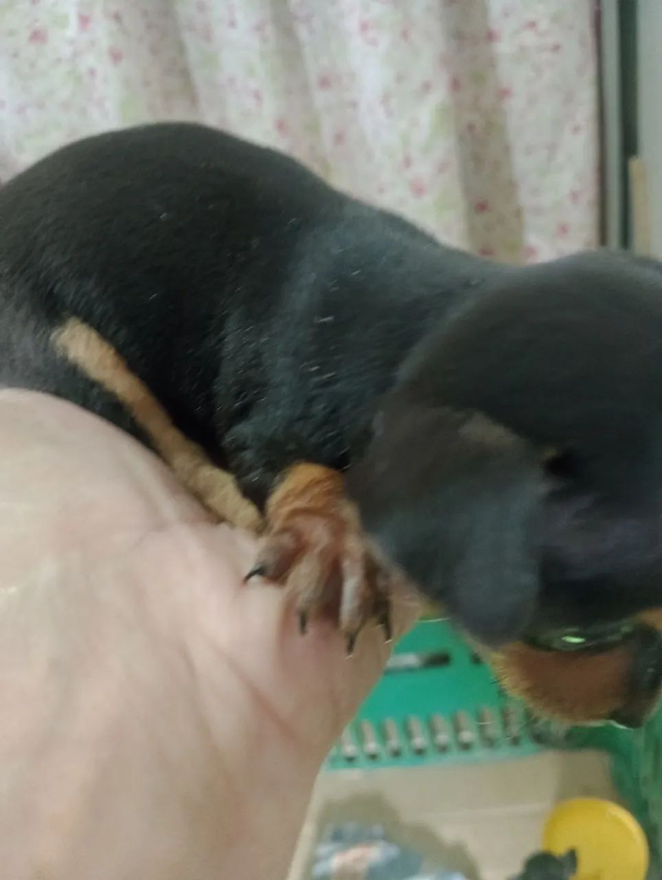 Vendo pinscher 00  - Foto 2