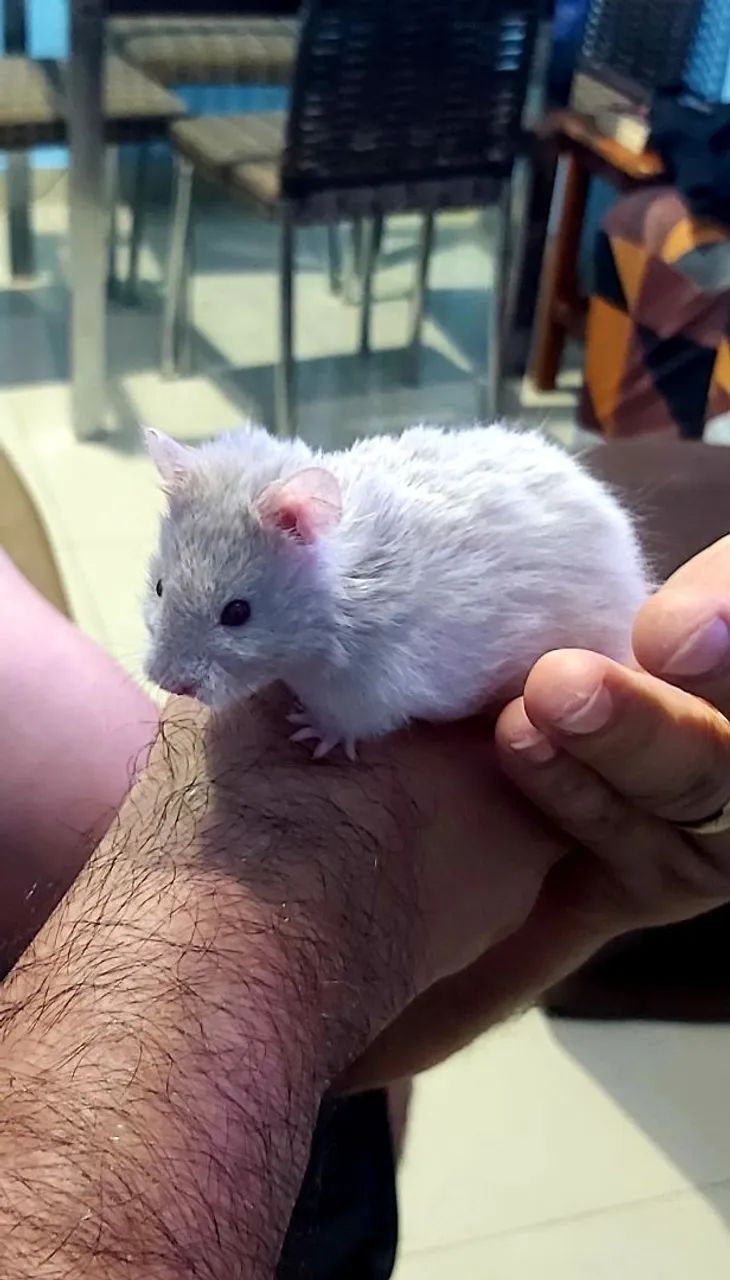 Hamster Sírio  - Foto 4