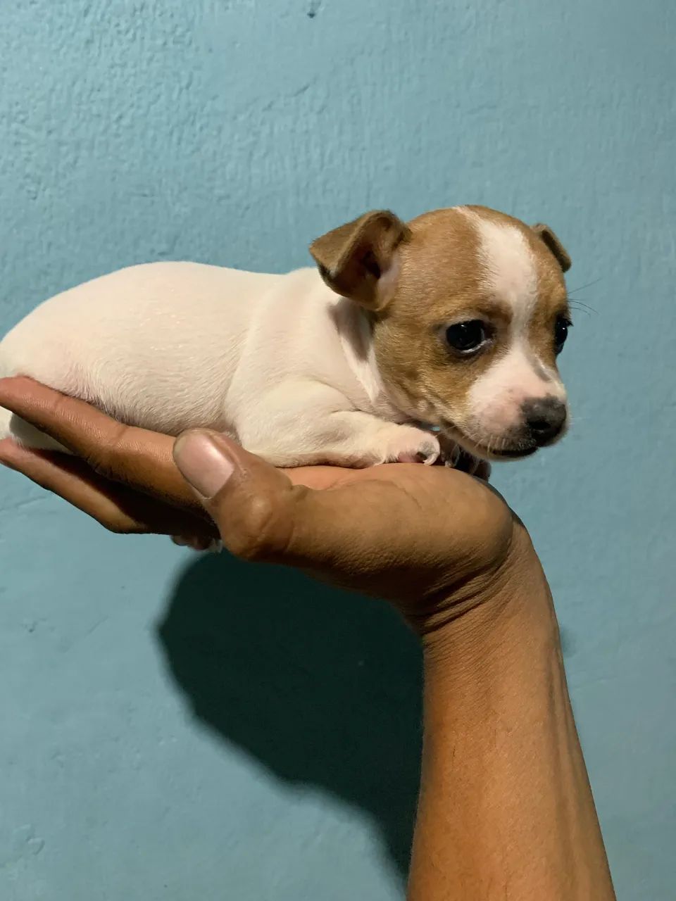Pinscher macho  - Foto 4