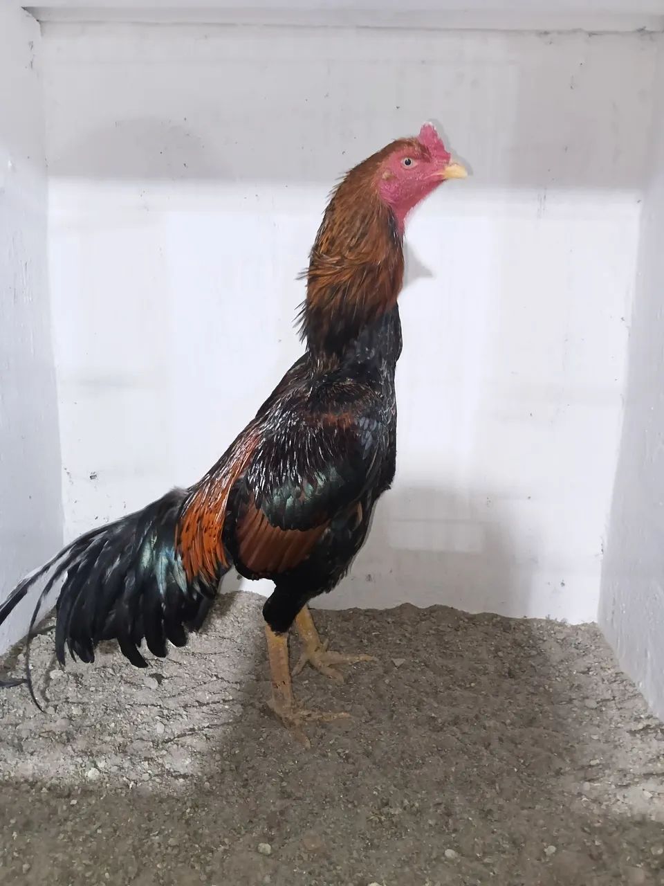 Frango