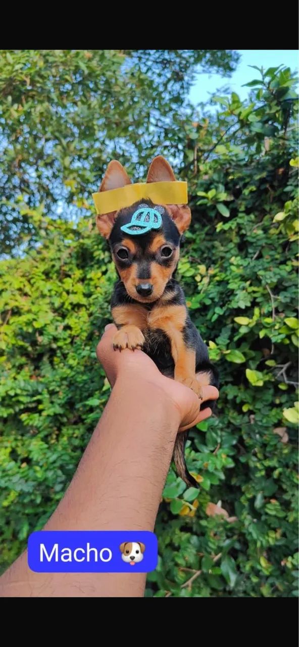 Pinsher com 56 dias vacinado 