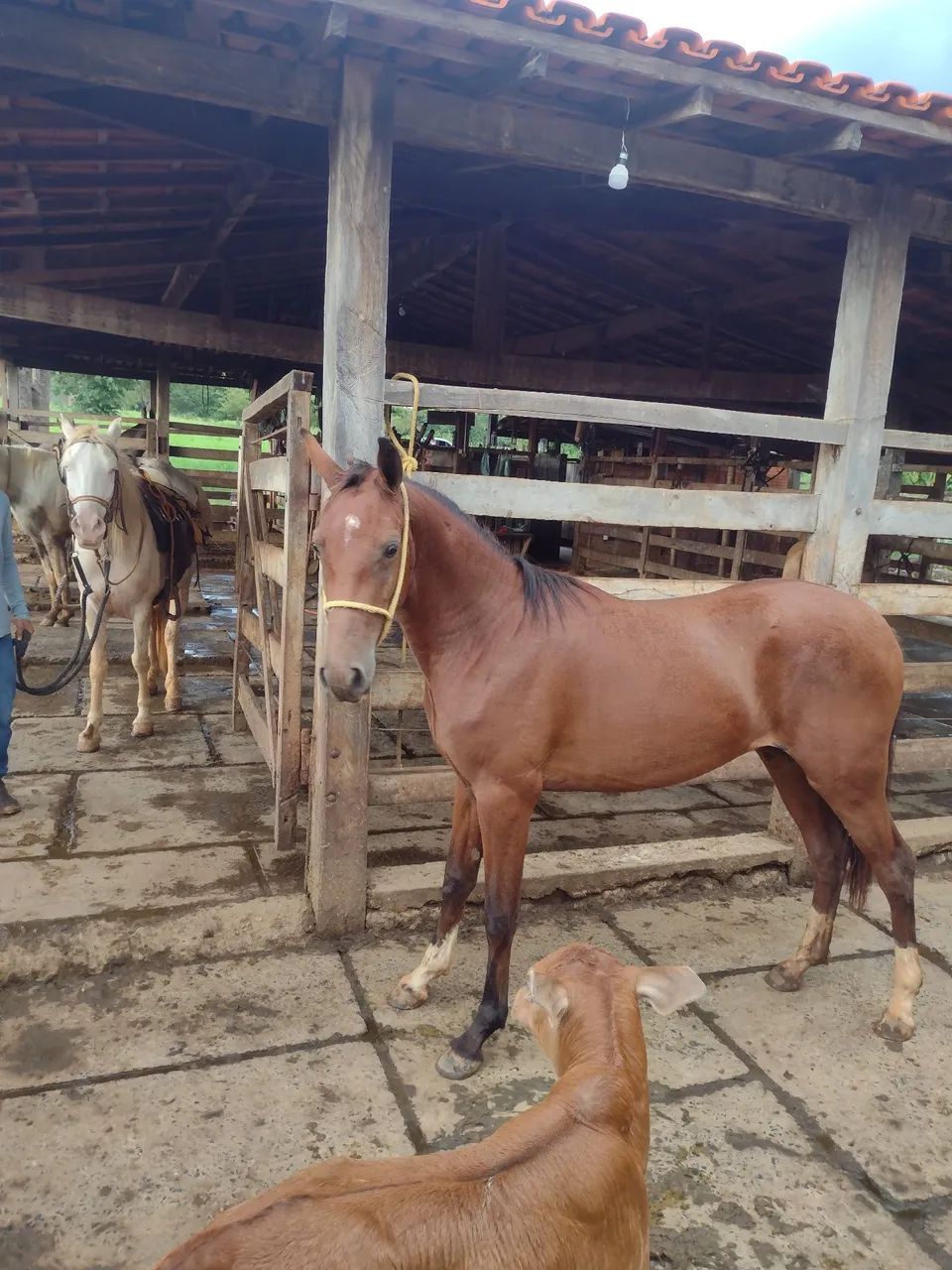 Potra  - Foto 6
