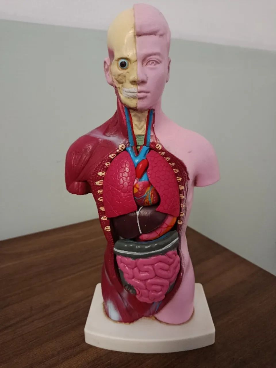 Modelo Anatômico humano 