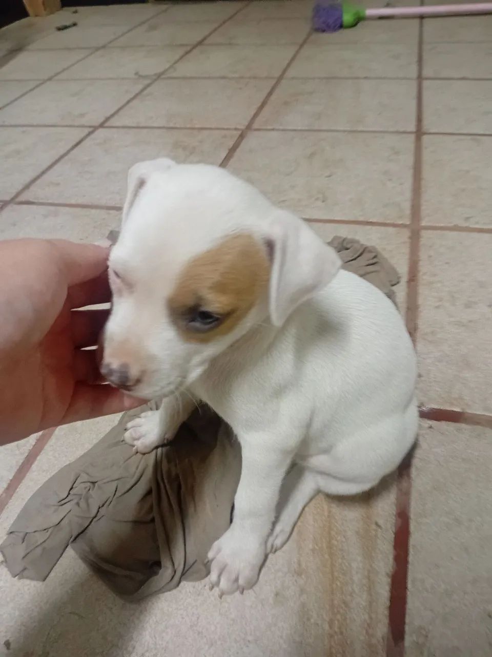 Filhote Pitbull Fêmea  - Foto 3