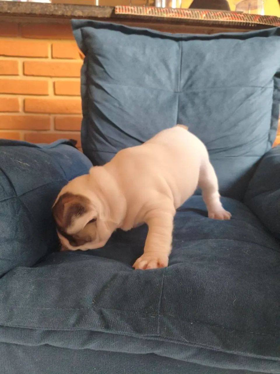 Bulldog francês  - Foto 5