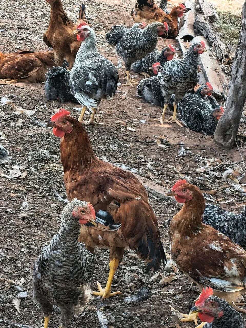 Frango a venda  - Foto 5