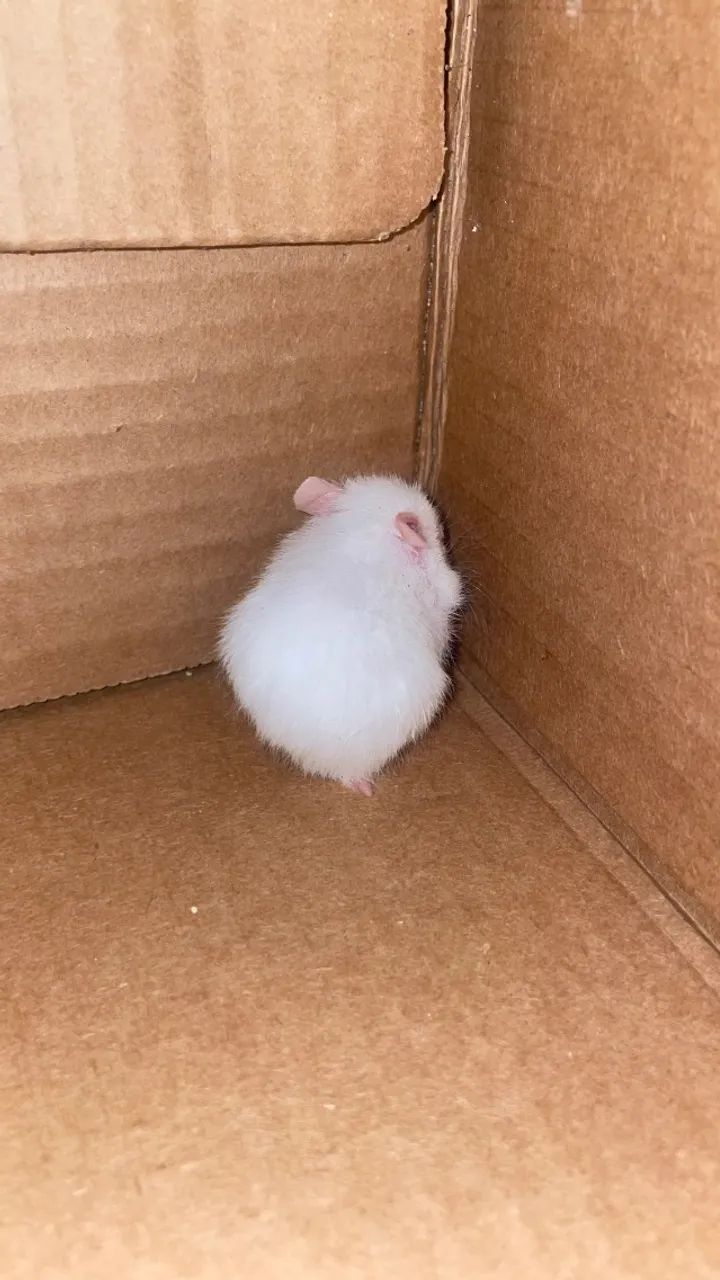 Hamster  - Foto 3
