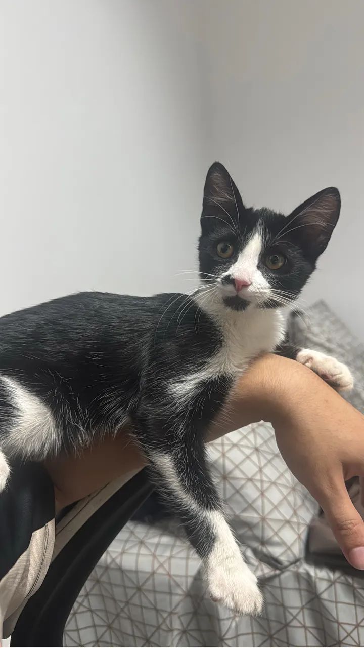 Doa-se gato - Foto 2