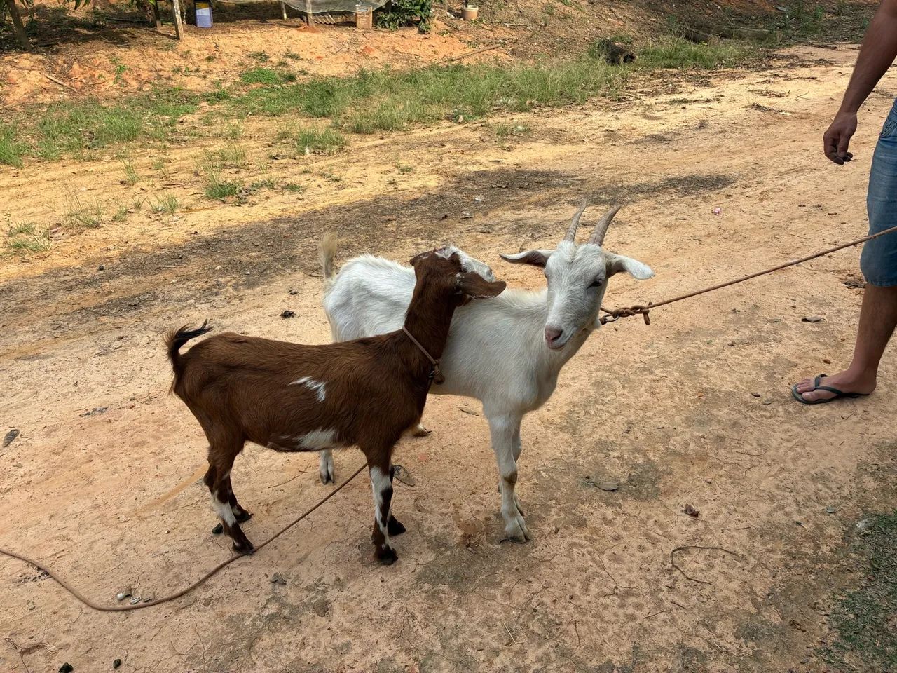 Cabras - Foto 4