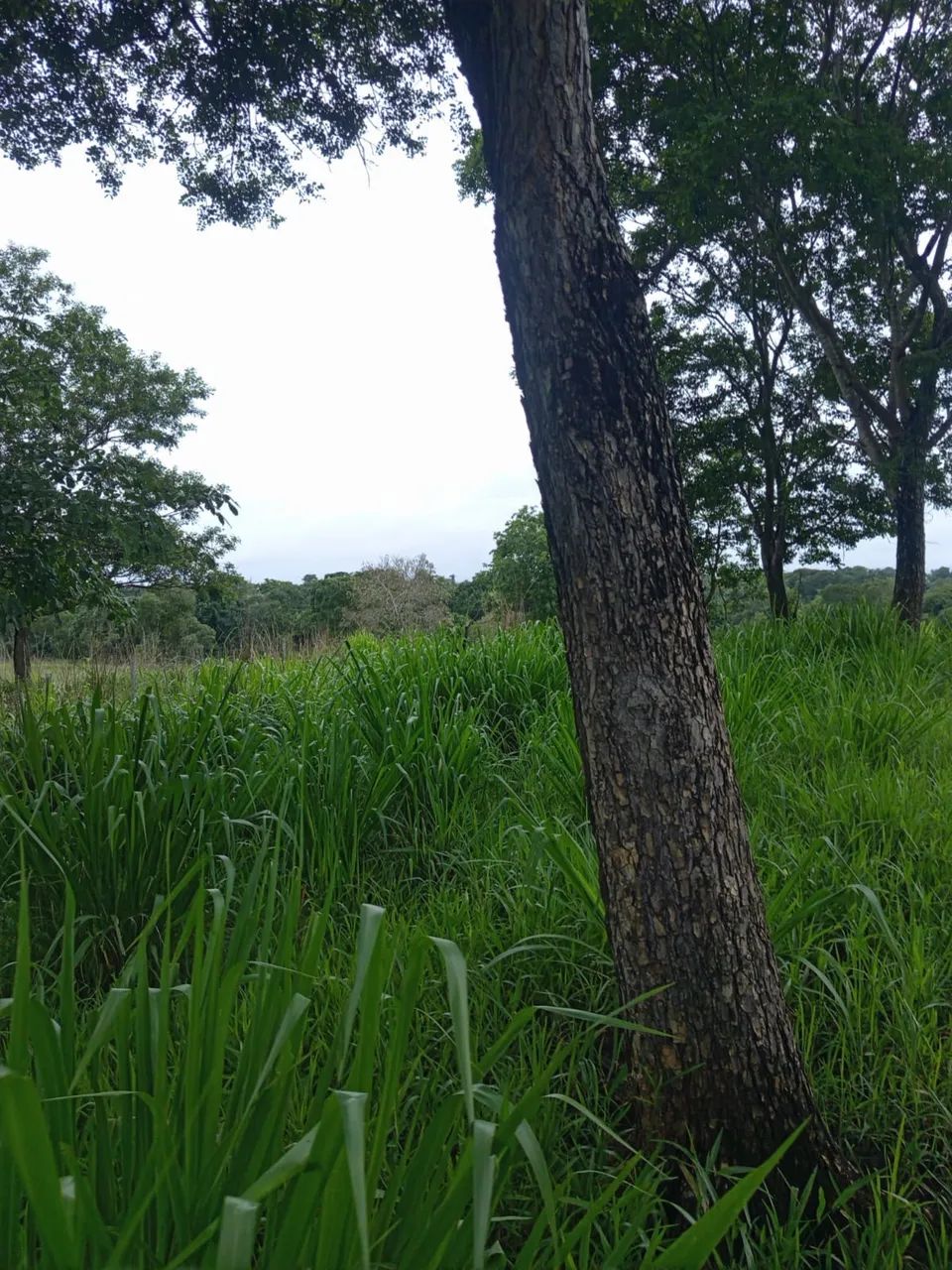 FAZENDAS PARA VENDA NO MARANHAO PARA E TOCANTINS - Foto 3