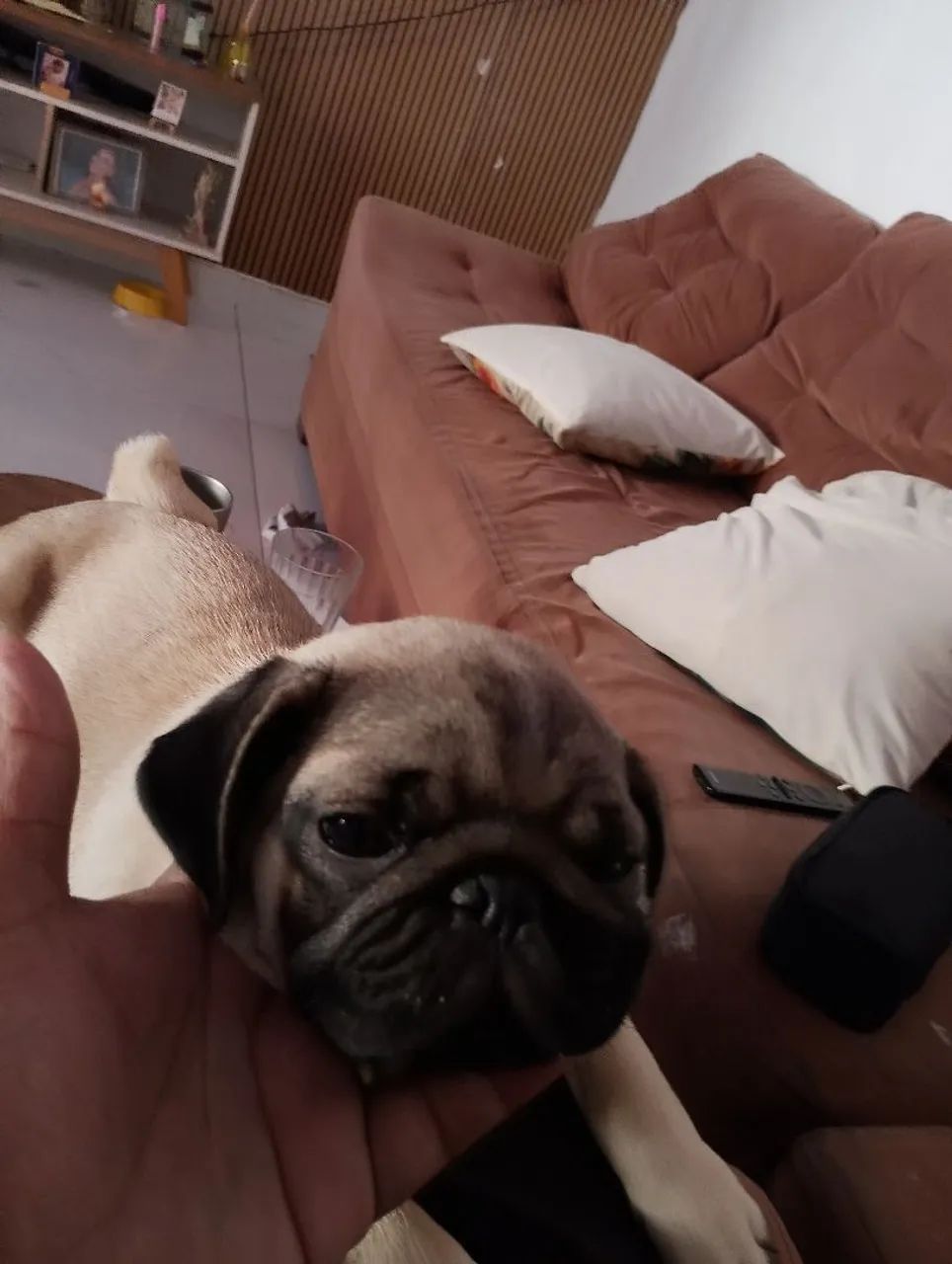 Pug filhote  - Foto 2