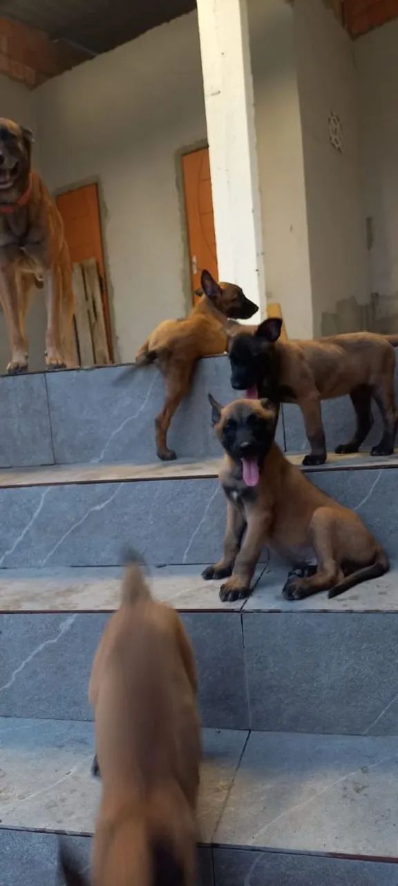 Pastor Malinois! 