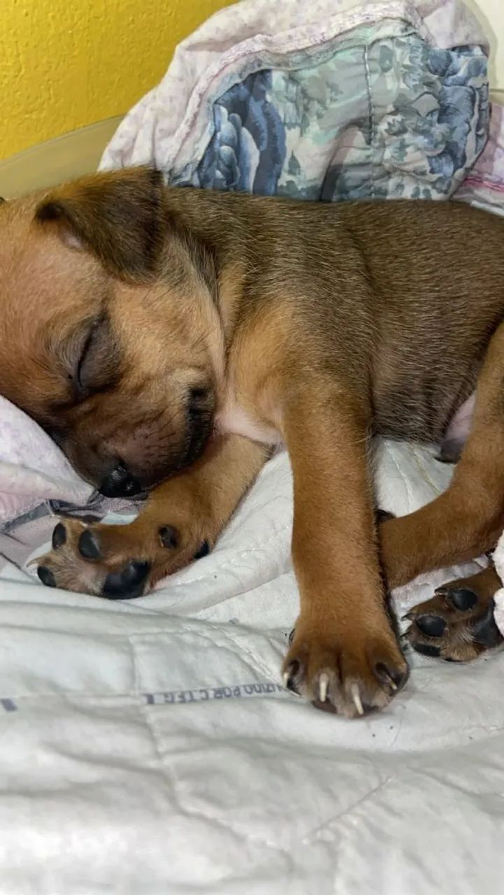Filhote pinscher 0.1