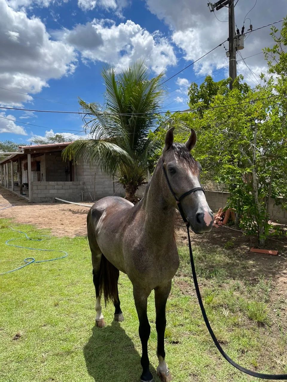 Potro registrado com potencial de pista oportunidade  - Foto 2